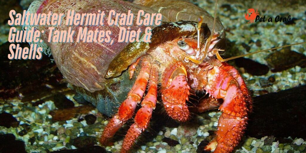 Saltwater Hermit Crab Care Guide Tank Mates, Diet & Shells