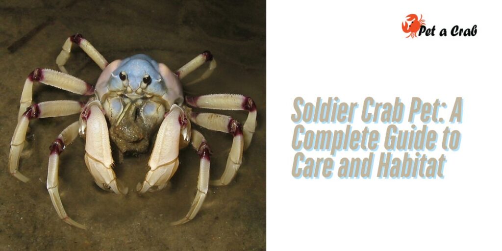 Soldier Crab Pet A Complete Guide to Care and Habitat