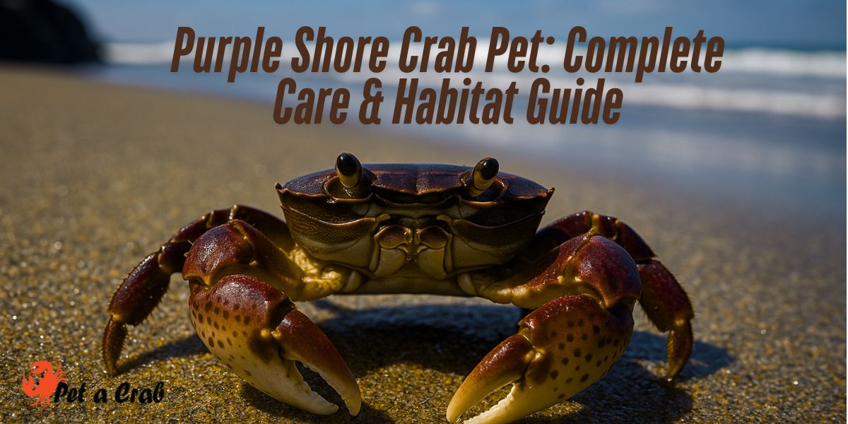 Purple Shore Crab Pet Complete Care & Habitat Guide