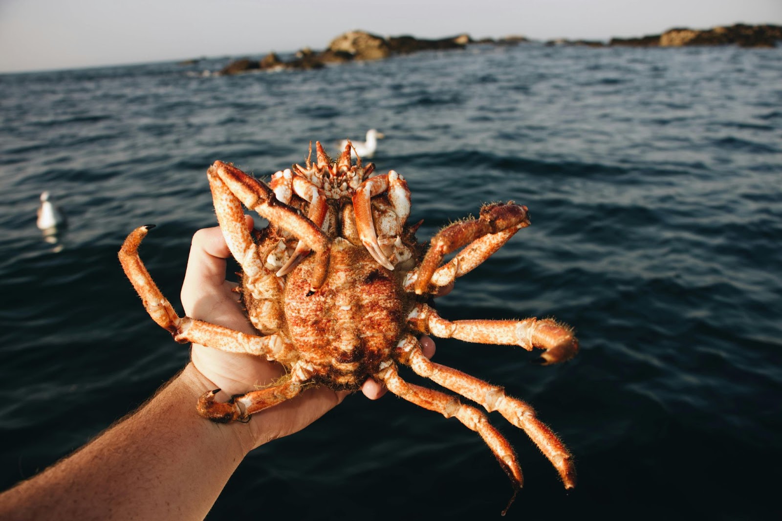 Native American crab myth